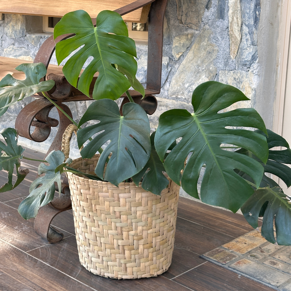 Canasta de Tule Petate