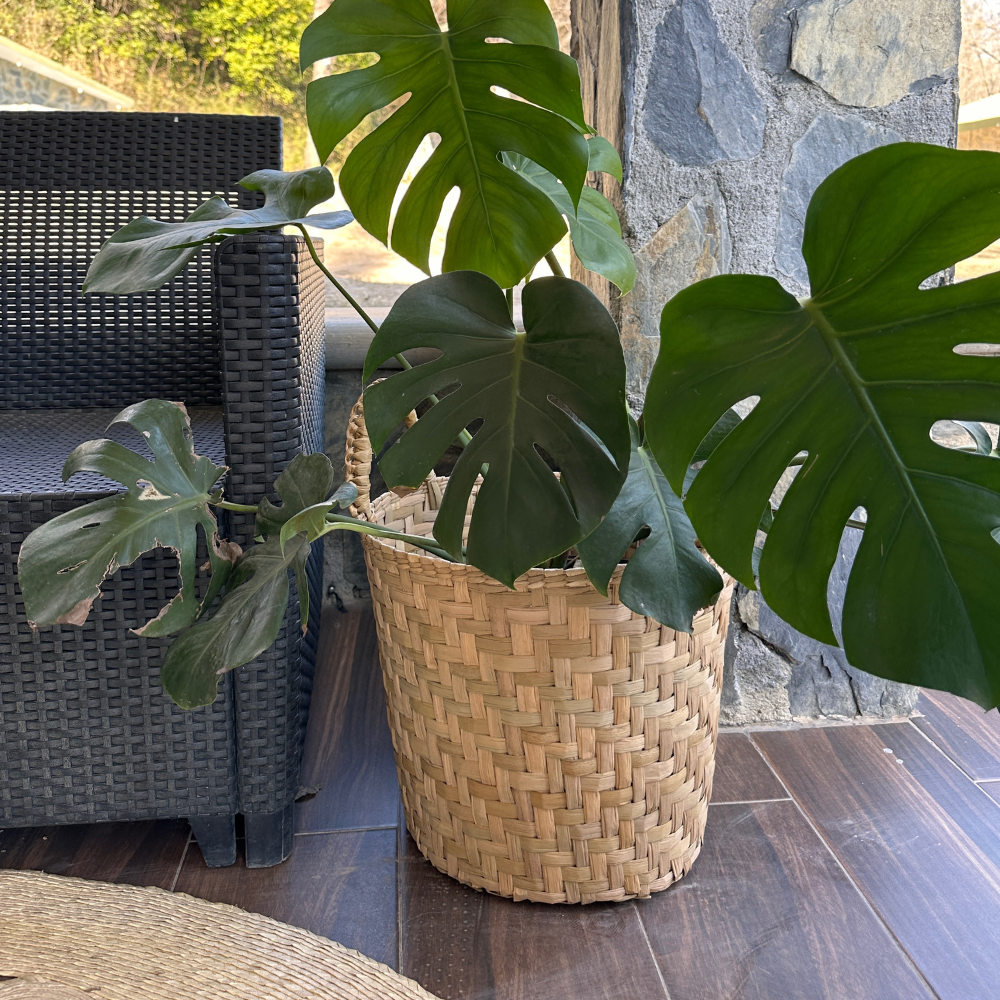 Canasta de Tule Petate