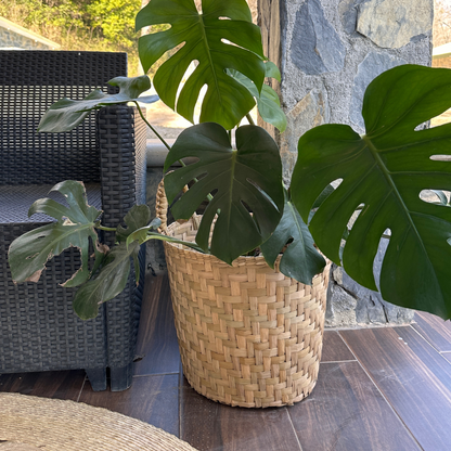 Canasta de Tule Petate