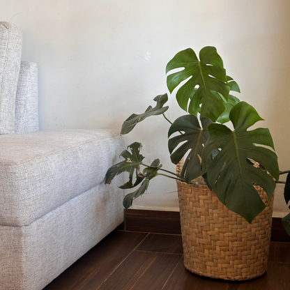 Canasta de Tule Petate