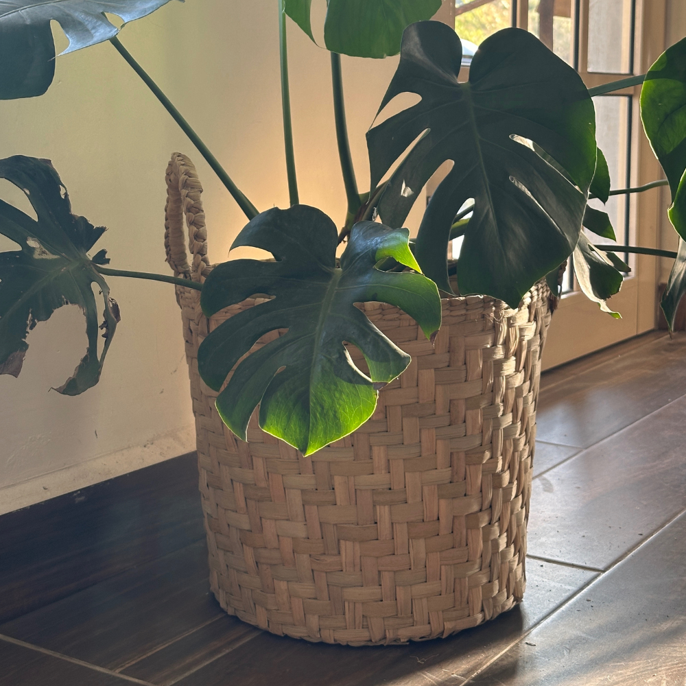 Canasta de Tule Petate