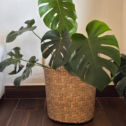 Canasta de Tule Petate