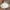 Oval palm tablecloth